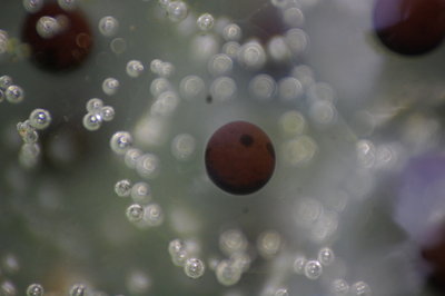 2013 04 18 020.jpg