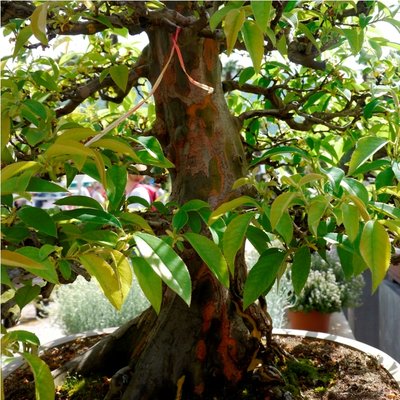 Arco - Bonsai 193 (2).jpg