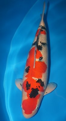 Interkoi 36.jpg