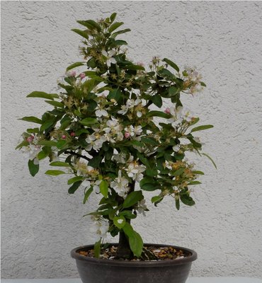 Bonsai 041.JPG