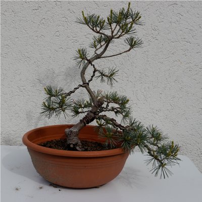 Bonsai 049.JPG