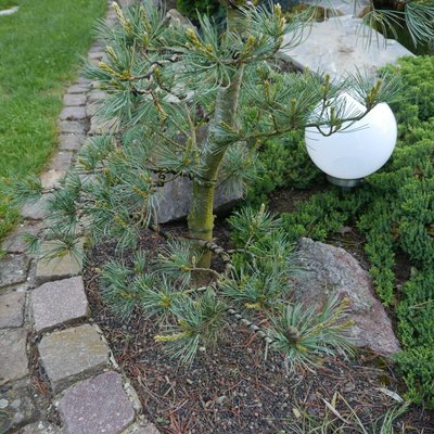 Bonsai 016.JPG