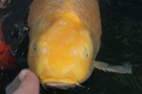 koi 039.JPG