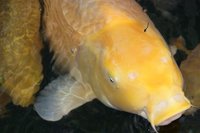 koi 037.JPG