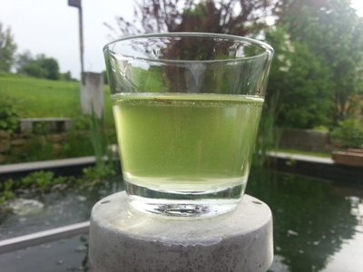 Teichwasser.jpg