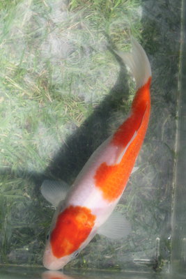 koi.jpg