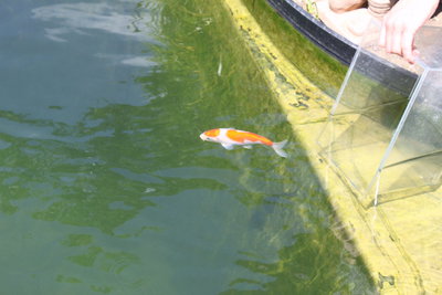 koi2.jpg