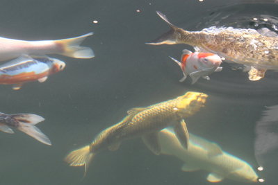 koi4.jpg