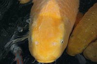 koi 038.JPG