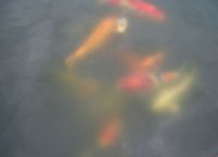 Teich 24.09.2010.JPG