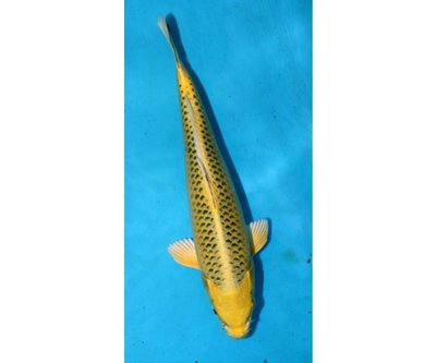 9_ki_matsuba_25cm.jpg