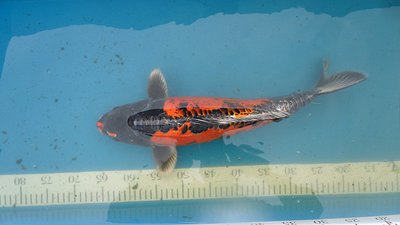 beni kikokuryu +-51cm= 250€.JPG