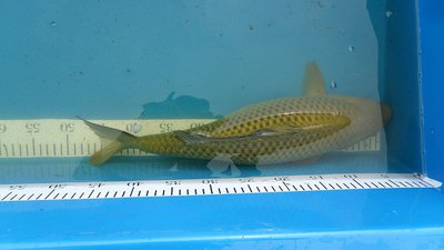 Chagoi +-50cm 250€.JPG