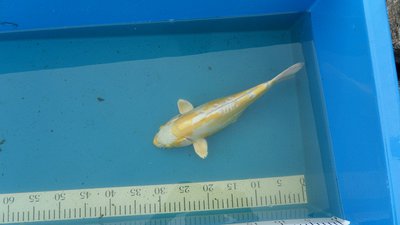 Doitsu Yellow Harriwake +- 34cm=150€.JPG
