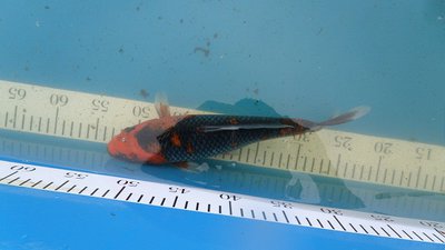 Goshiki+-29cm=50€.JPG