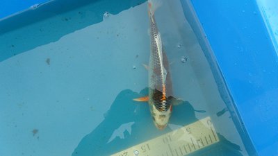 Kujaku +-30cm= 75€.JPG