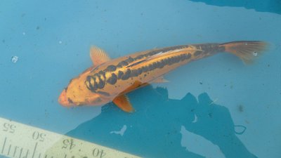 Mizuho Ogon+-33cm= 90€.JPG