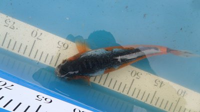 Shusui+-26cm= 30€.JPG