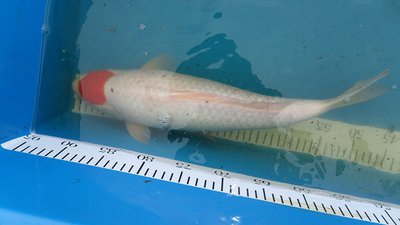 Tancho Kohaku 3 Shimi +- 45cm= 200€.JPG