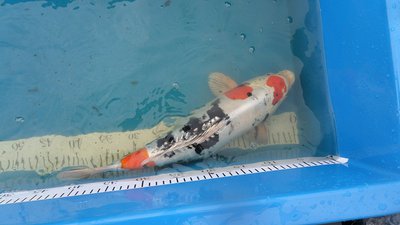 yamatoshikigoi+-46cm= 175€.JPG
