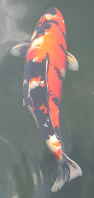 showa2.jpg