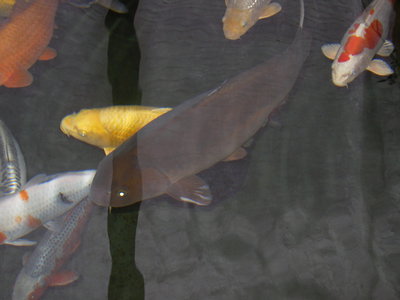2341470_xl.jpg