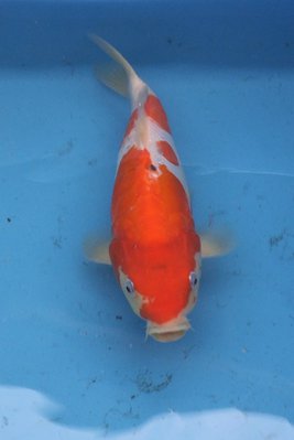 Kohaku_Verst_29cm.jpg