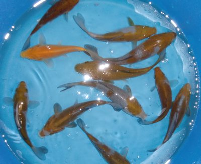 Ika 1.JPG