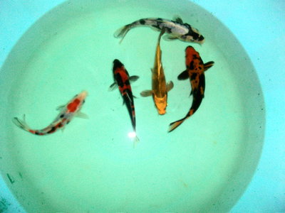 myatora&kawakami (1).JPG