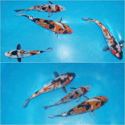 Deu-Koi 1.jpg