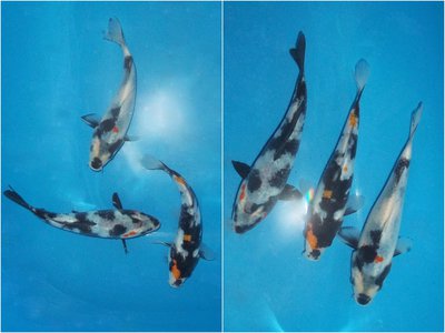 Deu-Koi 2.jpg