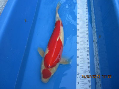 Kohaku-55.JPG