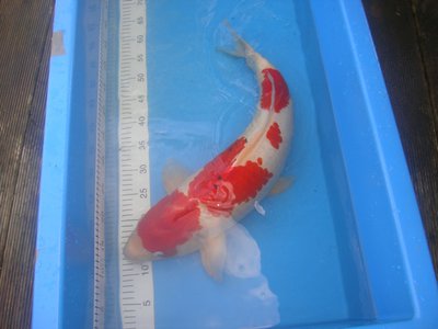 Kohaku1.JPG