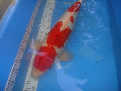 Kohaku  62 cm.JPG