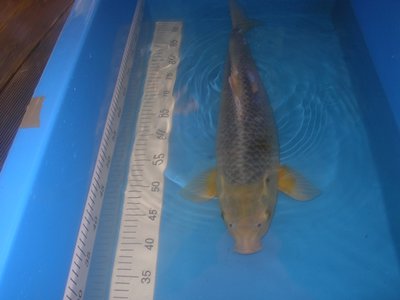 Nanashi 55 cm.JPG