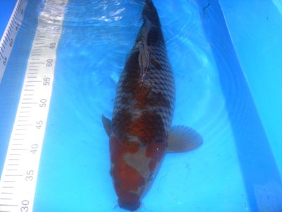 Ochiba 52 cm.JPG