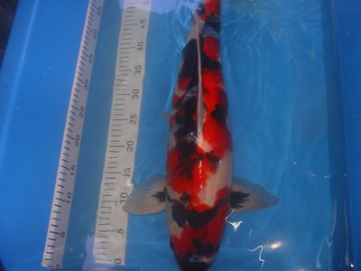 Schowa 2 58cm.JPG