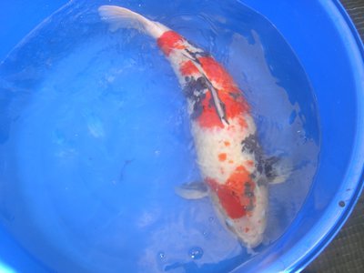Showa 1 2.JPG