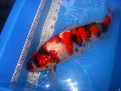 Showa 2 3.JPG