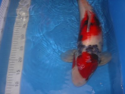 Showa 4 52 cm.JPG
