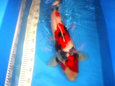Showa 3 2.JPG