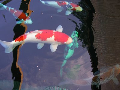 Kohaku Teich.JPG