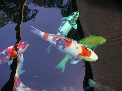 Showa 1 Teich.JPG