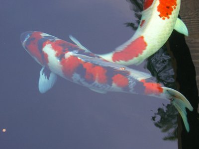 Showa 2 Teich.JPG