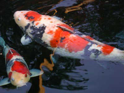 Showa Teich.JPG