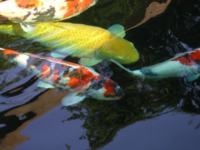 Kigoi Teich.JPG