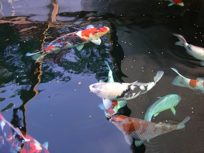 Foto Ochi.JPG