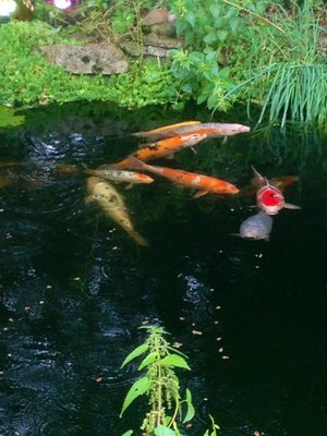 ImageUploadedByTapatalk1375125508.101310.jpg