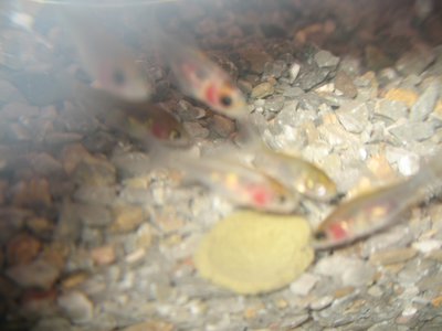 IMG_0207.JPG