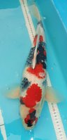 a Maruyama Showa Sept 10 48 cm.jpg